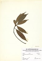 藏品(捲斗櫟)的圖片